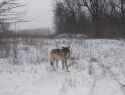 Раненый волк вышел к людям в Донецке