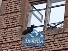 Жители Донецка просят спасти кошку