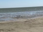 Таганрожец обвинил жителей ДНР в обмелении Азовского моря