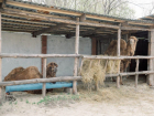 Республика Калмыкия подарила мариупольскому зоопарку двух верблюдов