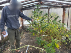 Более 18 кило каннабиса и 218 граммов пороха прятал в гараже житель Ясиноватой