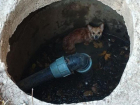 Бедное животное было уже обречено: упавшую в люк маленькую собачку спасли сотрудники МЧС из Донецка 