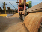 Из ДНР в 2024 году будут вывозить до 300 тысяч тонн зерна