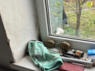 Полицейские изъяли автомат, гранаты и наркотики у жителя Донецка 