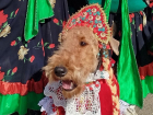 Эрдельтерьеры в костюмах "Матушка Россия" из Донецка победили на выставке собак в Луганске