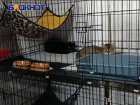 Более 3000 животных из обстреливаемых территорий ДНР живут в новых семьях благодаря приюту «Кошкин дом»