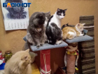 В Донецке спасённые котики от голодной смерти нуждаются в помощи 
