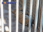 «Погибли пять верблюдов, четыре страуса, леопарда порвало на куски»: как живет зоопарк Мариуполя после пережитого ужаса