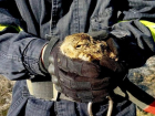 Пожарные Енакиево ДНР спасали зайчонка из огненной ловушки 