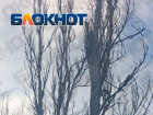 Тополя у детской площадки в Горловке ДНР признали аварийными, но убирать не спешат