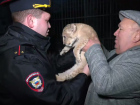 Маленького львенка спасли полицейские в одном из частных дворов в ДНР