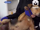 Донецкие ветеринары удалили бездомной собаке огромную опухоль