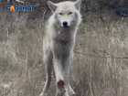 Волонтеры продолжают поиски раненого волка в Донецке