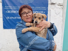 Двух бездомных собак за неделю пристроили в семьи в Донецке