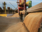 Поздние зерновые культуры начали собирать в ДНР: уже собрано 795 тонн урожая