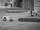 Бродячие животные на улицах Макеевки: как администрация решает проблему