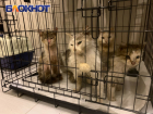 Донецкие волонтеры вывезли из курского приграничья более 60 животных за 4 дня