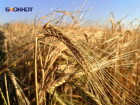 Аграрии ДНР выбирают отечественные семена пшеницы