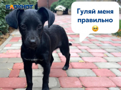 Стала известна сумма штрафа за нарушение правил выгула домашних животных в ДНР