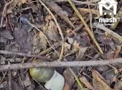 Смертельная находка в Макеевке: отец с сыном нашли не разорвавшуюся гранату в жилом секторе  