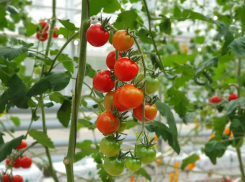 Секреты богатого урожая: советы агрономов по уходу за тепличными культурами в ДНР