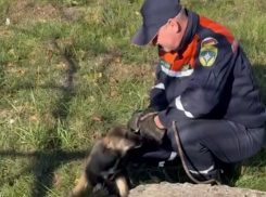 Спасли щенка, который провалился в 10-метровый люк в Донецке 