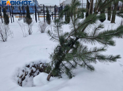 Экопарк мертвых сосен: деревья для донецкого сквера «Металлург» умерли еще до посадки