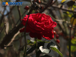 Донецку хотят вернуть славу города миллиона роз