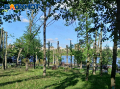 В парке Щербакова в Донецке деревья после кронирования выглядят почти голыми
