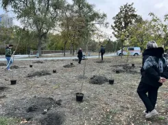 В честь Дня Воссоединения Донбасса молодежь высадила 50 дубов