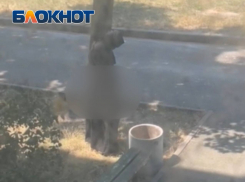 Онанист в никабе облюбовал один из дворов возле детского сада в Донецке