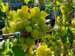 Урум и Сказка: что выращивает потомок греков из Приазовья на Донбассе