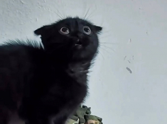 Бойцы ВС РФ показали единственную девочку в отряде, правда с хвостом 