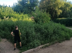 В Киевском районе Донецка тропинка к школе и садам утонула в бурьяне выше человека