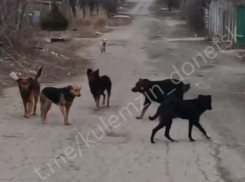 В Донецке после жалобы жителей оперативно отловили 7 бродячих собак 