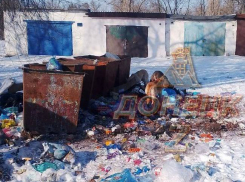 Помойка кормит стаю бродячих собак в центре жилого квартала в Макеевке 