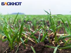 Хлебу быть: в ДНР взошло 94% озимых на 190,6 тыс. гектарах земли 