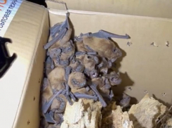 Краснокнижных летучих мышей спасли волонтёры Донецка и Луганска 