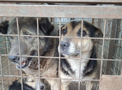 За неделю в Донецке отловили 91 бездомную собаку