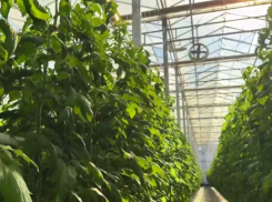 В ДНР восстановили крупный тепличный комплекс