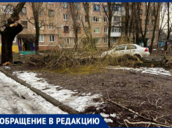 Бардак во дворах Горловки: жительница показала, сколько сломанных веток и деревьев на улицах 