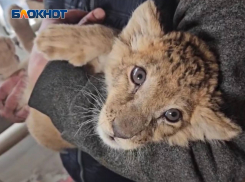 О состоянии спасенного львенка рассказали сотрудники зоопарка Мариуполя 