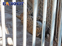 «Погибли пять верблюдов, четыре страуса, леопарда порвало на куски»: как живет зоопарк Мариуполя после пережитого ужаса