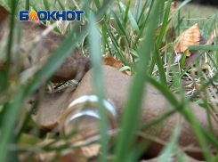 В Горловке мирные жители подорвались на мине «Лепесток»