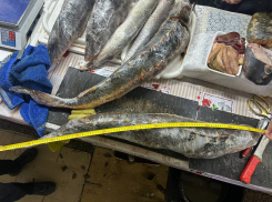 Дончанка незаконно торговала  русским осётром, занесенным в Красную книгу РФ