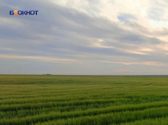 Аграрии ДНР приступили к посеву ранних яровых