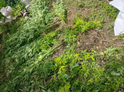 Двое жителей Горловки попались на выращивании  конопли во дворе дома