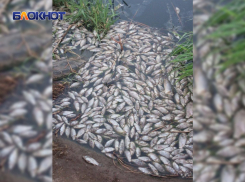 Массовый мор рыбы в Тепличном пруду Донецка произошел из-за сброса канализации: возбуждено уголовное дело 