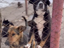 В донецком приюте для животных «ПИФ» опровергли слухи об усыплении собак