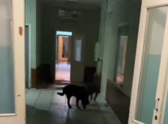 В здании донецкой больницы подкармливают бездомных собак